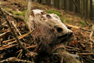 Lošákovec palčivý - Hydnellum peckii Banker