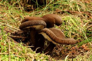 Ryzec černohlávek - Lactarius lignyotus Fr. 1857