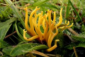 Kyjovečka růžkovitá - Clavulinopsis corniculata  (Schaeff.) Corner 1950