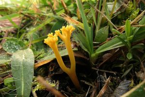 Kyjovečka růžkovitá - Clavulinopsis corniculata (Schaeff.) Conner 1