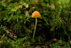 Helmovka jehličkovitá - Mycena acicula (Schaeff.) P. Kumm. 1871