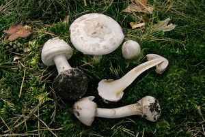 Muchomůrka citronová var. bílá - Amanita citrina var. alba (Gillet) E.-J. Gilb