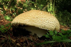 Pečárka císařská - Agaricus augustus Fr. 1838