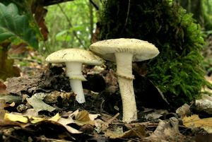 Muchomůrka drsná - Amanita franchetii (Boud.) Fayod 1889