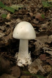 Muchomůrka zelená bílá - Amanita phalloides var. alba (Vittad.) E.-J.