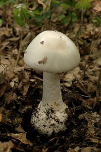 Muchomůrka zelená bílá - Amanita phalloides var. alba (Vittad.) E.-J.