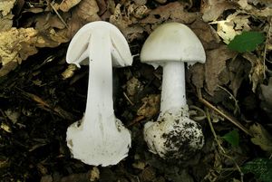 Muchomůrka zelená bílá - Amanita phalloides var. alba (Vittad.) E.-J.