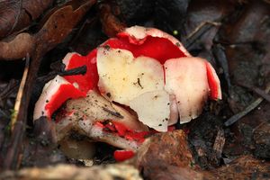 Klikni pro velký obrázek