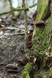 Klikni pro velký obrázek