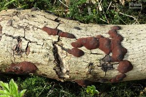 Klikni pro velký obrázek