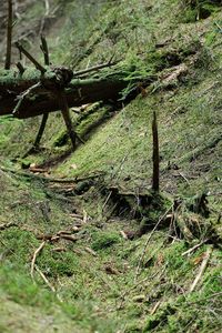 Klikni pro velký obrázek