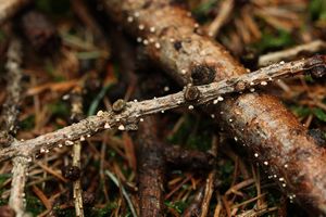 Brvenka Hahnova - Lachnellula occidentalis ( Hahn & Ayers)  Dha