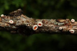 Brvenka Hahnova - Lachnellula occidentalis ( Hahn & Ayers)  Dha