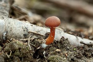 Klikni pro velký obrázek