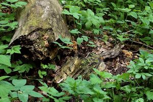 Klikni pro velký obrázek