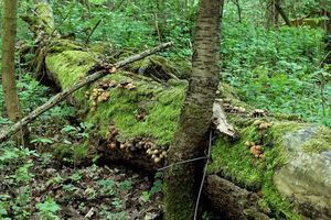 Klikni pro velký obrázek