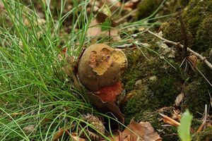 Klikni pro velký obrázek