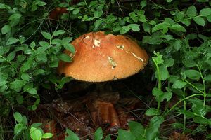 Klikni pro velký obrázek