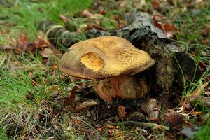 Klikni pro velký obrázek