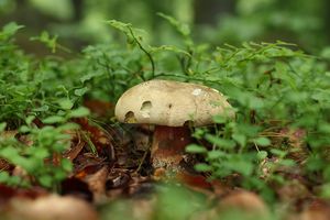 Klikni pro velký obrázek