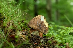 Klikni pro velký obrázek