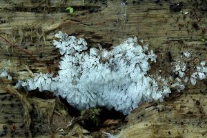 Válečkovka keříčkovitá - Ceratiomyxa fruticulosa