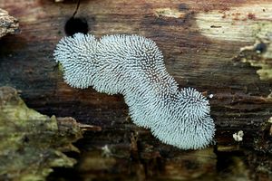 Válečkovka keříčkovitá - Ceratiomyxa fruticulosa