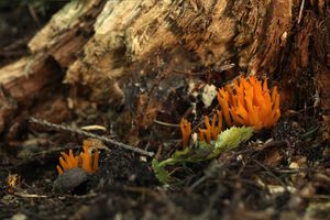 Krásnorůžek lepkavý - Calocera viscosa