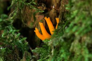 Krásnorůžek lepkavý - Calocera viscosa