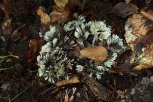 Plesňák čekankovitý - Thelephora  penicillata