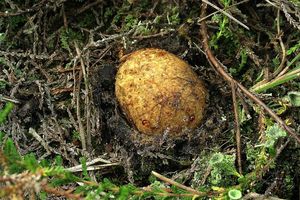 Kořenovec žlutavý - Rhizopogon obtextus (Spreng.) R. Rauschert 1984