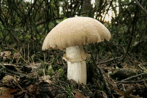 Sluka svraskalá - Cortinarius caperatus (Pers.) Fr. 1838