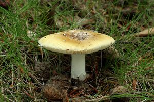 Muchomůrka slámožlutá - Amanita gemmata