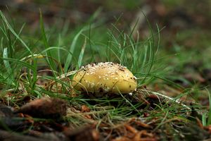 Muchomůrka slámožlutá - Amanita gemmata