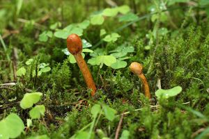 Housenice štíhlá - Ophiocordyceps gracilis (Grev.) G.H. Sung, J.M. Sung, Hywel-Jones & Spatafora 2007