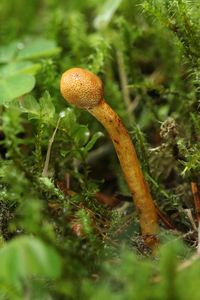 Housenice štíhlá - Cordyceps gracilis (L.) Link.