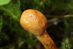 Housenice štíhlá - Ophiocordyceps gracilis (Grev.) G.H. Sung, J.M. Sung, Hywel-Jones & Spatafora 2007