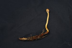 Housenice štíhlá - Cordyceps gracilis (L.) Link.