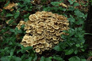 Choroš oříš - Polyporus umbellatus (Pers.) Fr. 1821