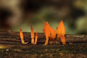 Krásnorůžek smržovitý - Calocera glossoides (Pers.) Fr. 1827