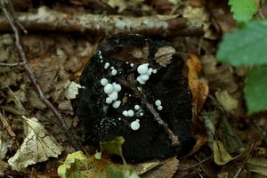 Rovetka pýchavkovitá - Asterophora lycoperdoides (Bull.) Ditmar 1809