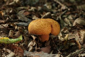 Hřib dřevožijný - Buchwaldoboletus lignicola Kallenb.) Pilát 1969