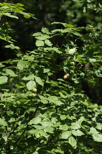 Klokoč zpeřený (Staphylea pinnata L.)