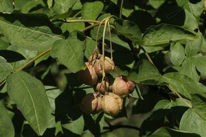 Klokoč zpeřený (Staphylea pinnata L.)