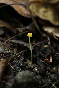 Helmovka jehličkovitá - Mycena acicula (Schaeff.) P. Kumm. 1871