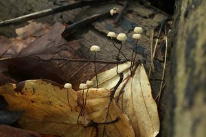 Špička Bulliardova - Marasmius bulliardii Quél. 1878