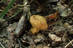 Hřib moravský - Boletus moravicus (Vacek) Herink.