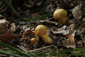 Hřib moravský - Boletus moravicus (Vacek) Herink.