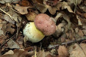 Hřib růžovník - Boletus fuscoroseus Smotl.