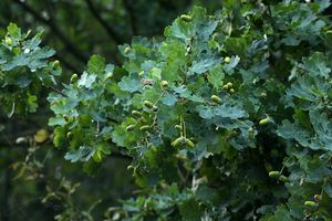 Dub letní (křemelák) (Quercus robur L. ex Simk.)